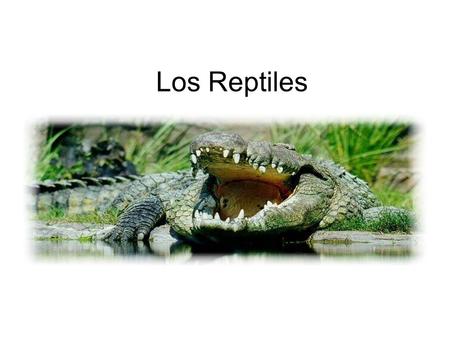 Los Reptiles.