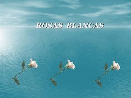 . ROSAS BLANCAS.