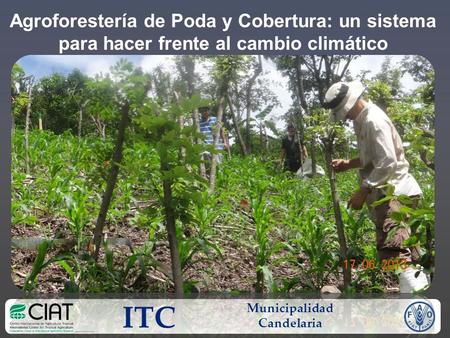 Agroforestería de Poda y Cobertura: un sistema para hacer frente al cambio climático ITC Municipalidad Candelaria.