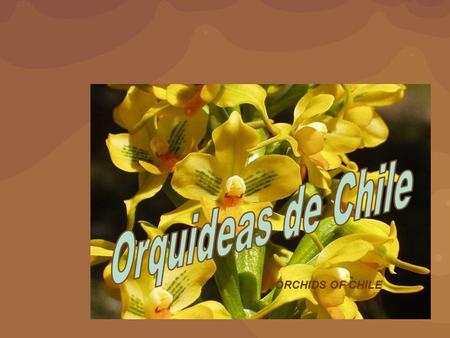 Orquideas de Chile ORCHIDS OF CHILE.