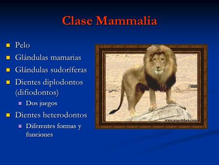 Clase Mammalia Pelo Glándulas mamarias Glándulas sudoríferas