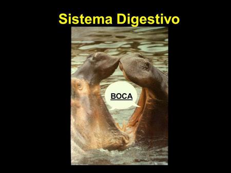Sistema Digestivo BOCA BOCA.
