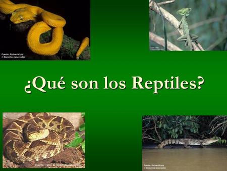 ¿Qué son los Reptiles?.