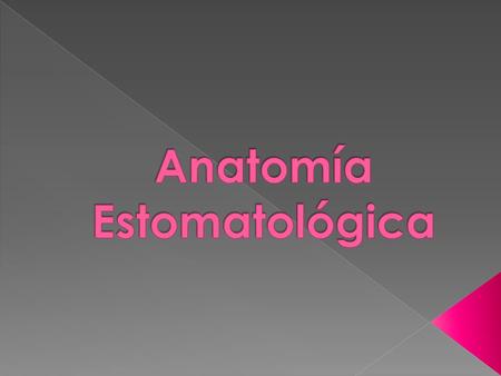 Anatomía Estomatológica