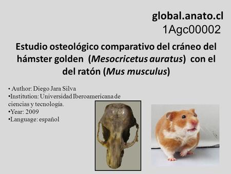 Global.anato.cl 1Agc00002 Estudio osteológico comparativo del cráneo del hámster golden (Mesocricetus auratus) con el del ratón (Mus musculus) Author: