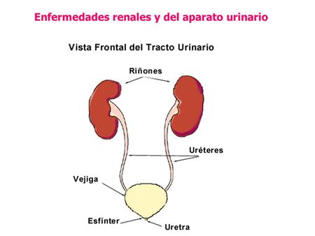 Enfermedades renales y del aparato urinario