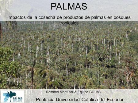 PALMAS Impactos de la cosecha de productos de palmas en bosques tropicales Rommel Montúfar & Equipo PALMS Pontificia Universidad Católica del Ecuador.