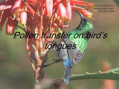 Pollen transfer on bird’s tongues