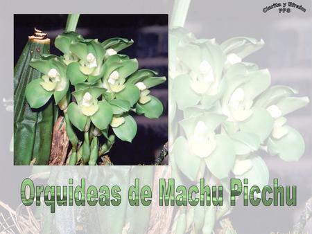 Orquideas de Machu Picchu