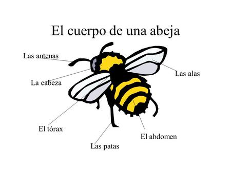 El cuerpo de una abeja Las antenas Las alas La cabeza El tórax