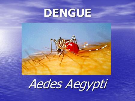 DENGUE Aedes Aegypti.