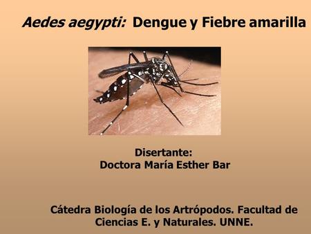 Aedes aegypti: Dengue y Fiebre amarilla
