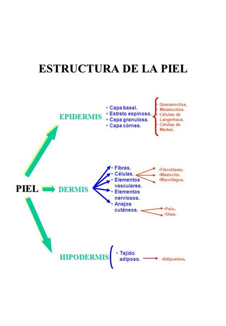 ESTRUCTURA DE LA PIEL PIEL EPIDERMIS DERMIS HIPODERMIS Capa basal.