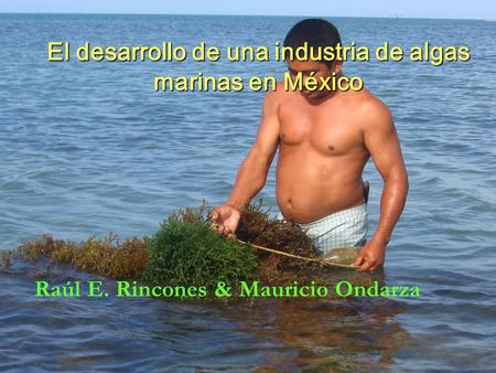 El desarrollo de una industria de algas marinas en México