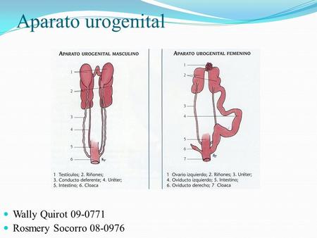 Aparato urogenital Wally Quirot 09-0771 Rosmery Socorro 08-0976.