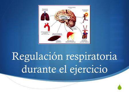Regulación respiratoria durante el ejercicio