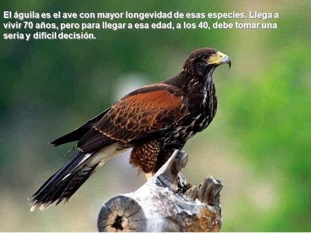 El águila es el ave con mayor longevidad de esas especies