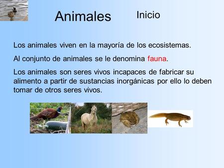 Animales Inicio Los animales viven en la mayoría de los ecosistemas.