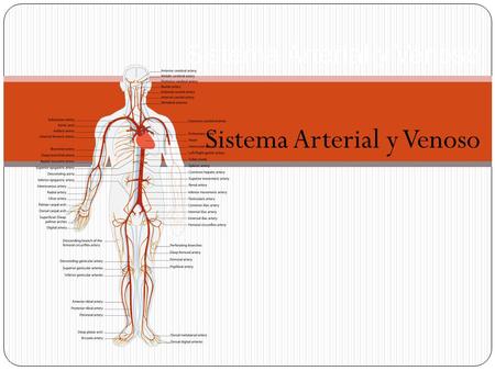 Sistema Arterial y Venoso
