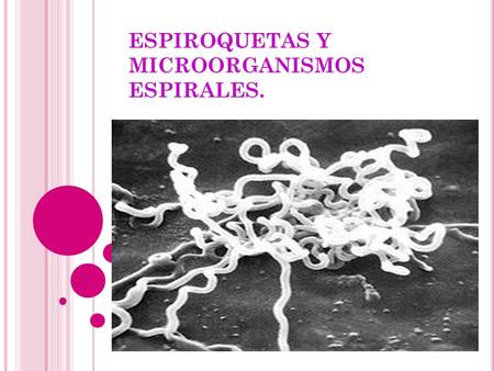 ESPIROQUETAS Y MICROORGANISMOS ESPIRALES.