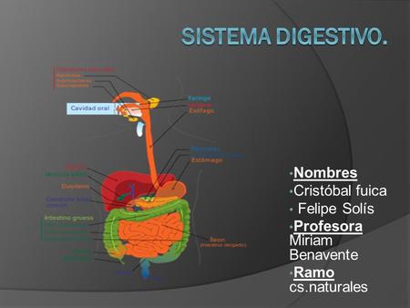 Sistema digestivo. Nombres Cristóbal fuica Felipe Solís