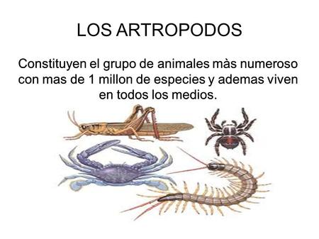 LOS ARTROPODOS Constituyen el grupo de animales màs numeroso con mas de 1 millon de especies y ademas viven en todos los medios. Constituyen el grupo de.