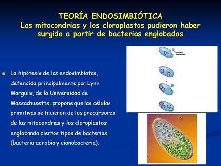 TEORÍA ENDOSIMBIÓTICA Las mitocondrias y los cloroplastos pudieron haber surgido a partir de bacterias englobadas La hipótesis de los endosimbiotas, defendida.