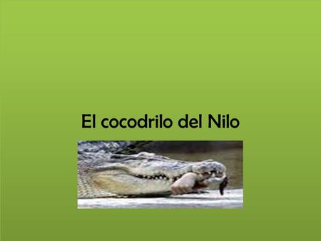El cocodrilo del Nilo.