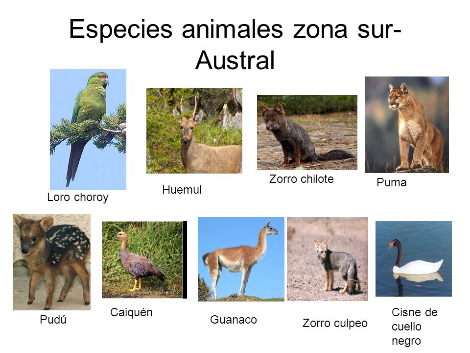Fotos Animales Zona Sur De Chile | los seres vivos en la naturaleza ppt video online descargar Fotos Animales Zona Sur De Chile | los seres vivos en la naturaleza ppt video online descargar