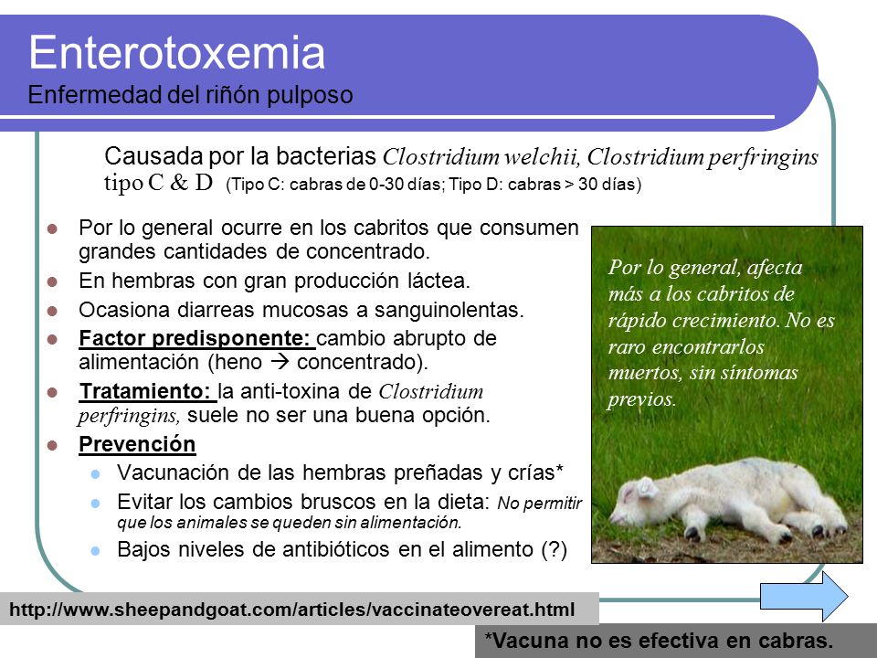 Clínica de Pequeños Rumiantes - ppt descargar Clínica de Pequeños Rumiantes - ppt descargar