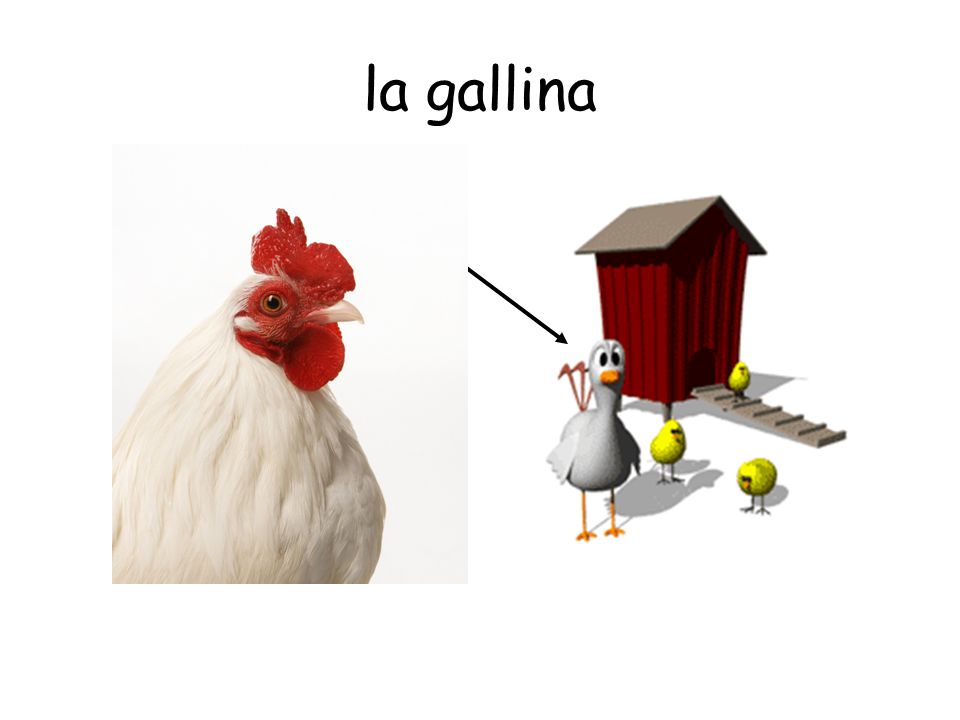 cabra