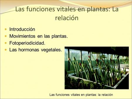 Las funciones vitales en plantas: La relación