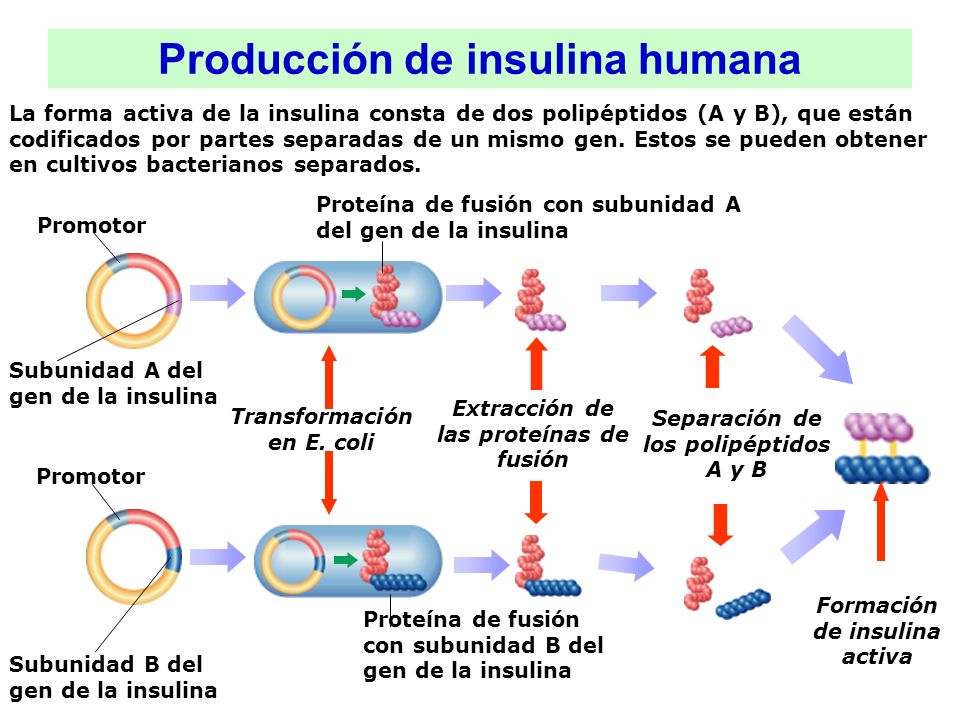 La ingeniería genética - ppt descargar La ingeniería genética - ppt descargar