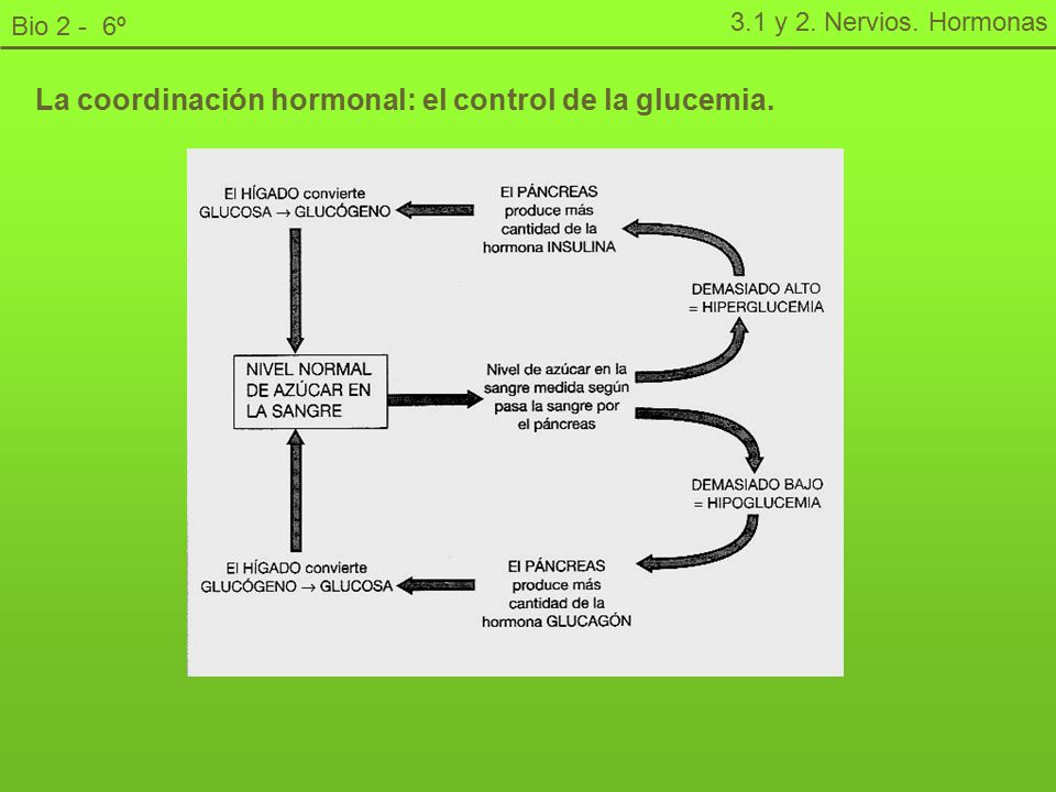 Biología 2 6º de Secundaria 3.1. Nervios y Hormonas. - ppt Biología 2 6º de Secundaria 3.1. Nervios y Hormonas. - ppt