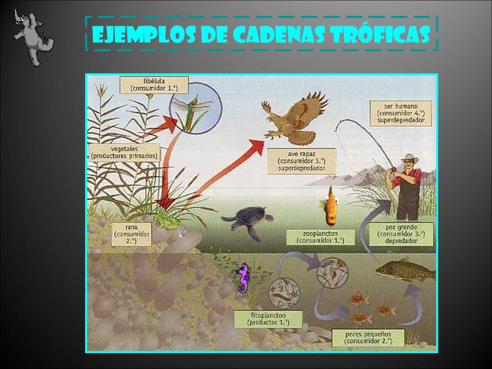 cadenas en c ejemplos algas rot 237 feros tardigrados nem 225 todos musara 241 a autillo cadenas en c ejemplos algas rot 237 feros tardigrados nem 225 todos musara 241 a autillo