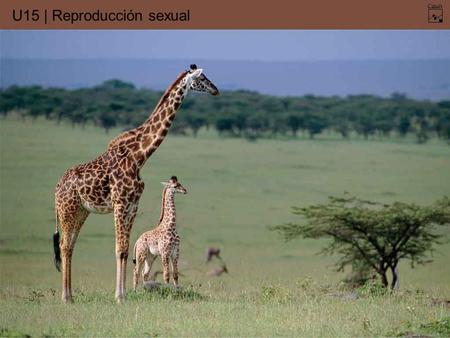 U15 | Reproducción sexual. La reproducción sexual Los individuos adultos generan gametos masculinos y femeninos. Se produce el encuentro de ambos y tiene.