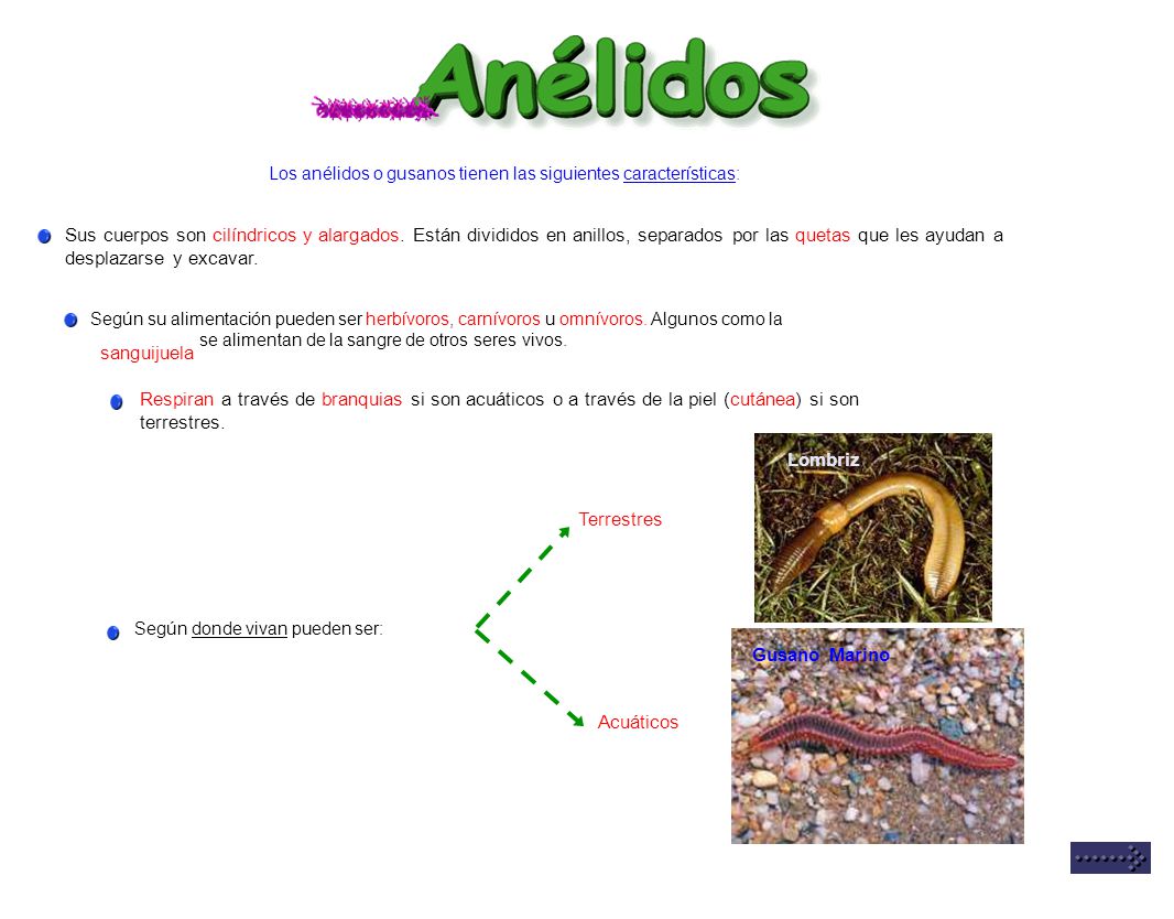 Los animales invertebrados son aquellos seres Los animales invertebrados son aquellos seres