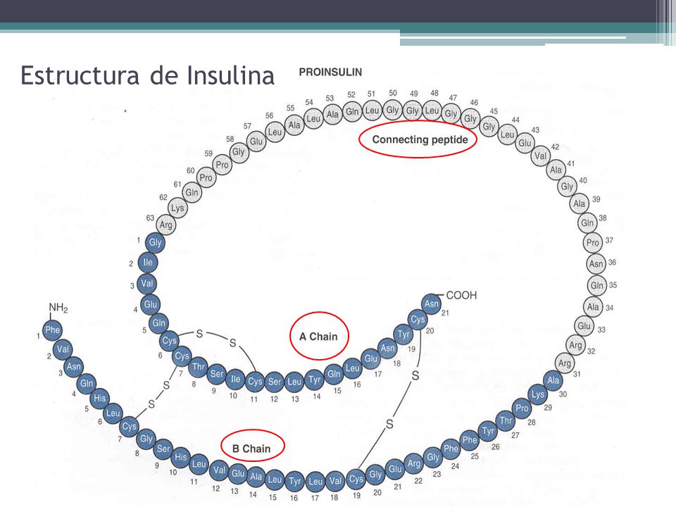 Fisiología Endocrina del Páncreas - ppt video online descargar Fisiología Endocrina del Páncreas - ppt video online descargar