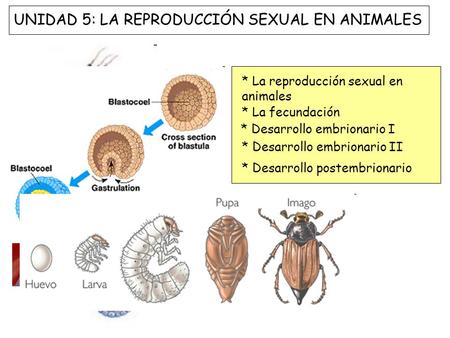 UNIDAD 5: LA REPRODUCCIÓN SEXUAL EN ANIMALES