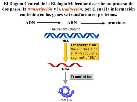 El Dogma Central de la Biología Molecular describe un proceso de dos pasos, la transcripción y la traducción, por el cual la información contenida en los.
