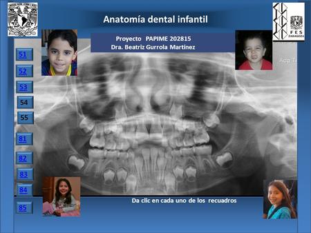Anatomía dental infantil