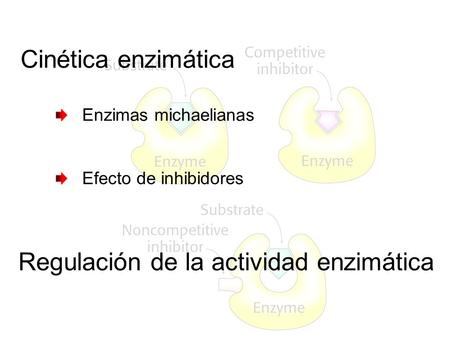 Enzimas michaelianas Efecto de inhibidores Cinética enzimática Regulación de la actividad enzimática.