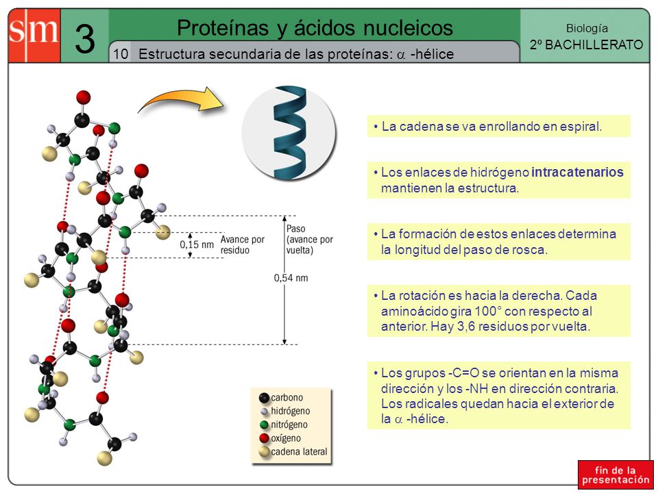 Proteínas y ácidos nucleicos - ppt video online descargar Proteínas y ácidos nucleicos - ppt video online descargar