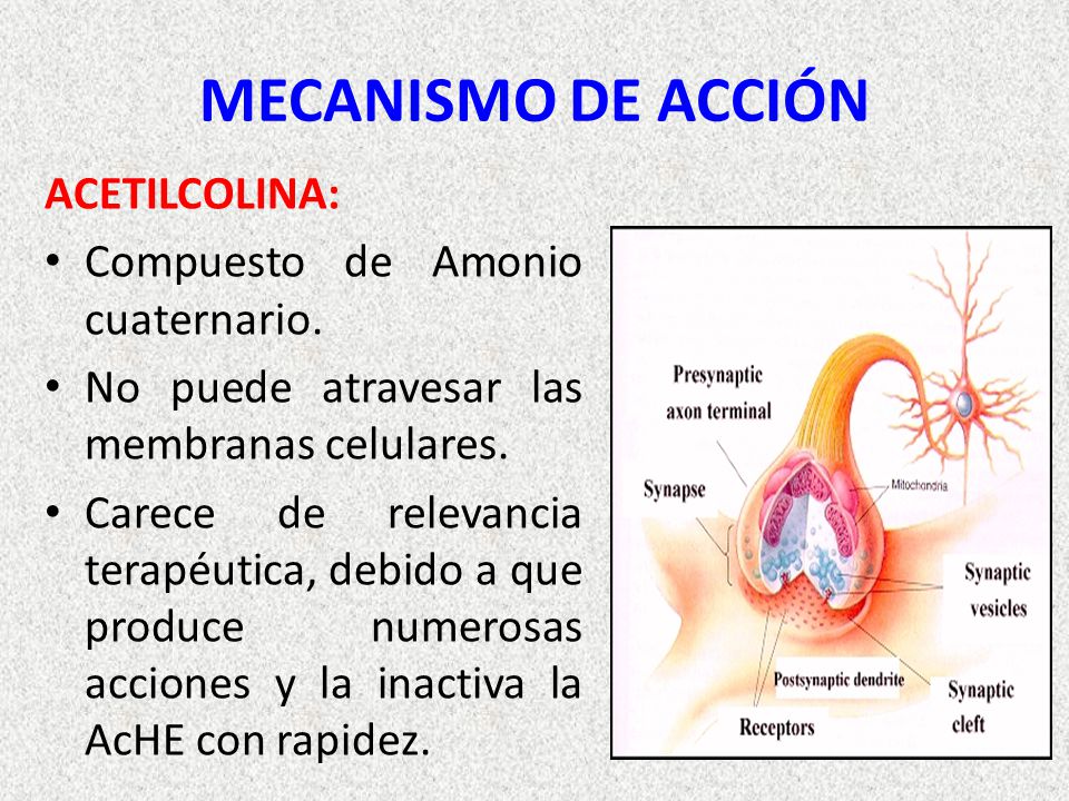 Colinérgicos y Anticolinérgicos - ppt video online descargar Colinérgicos y Anticolinérgicos - ppt video online descargar