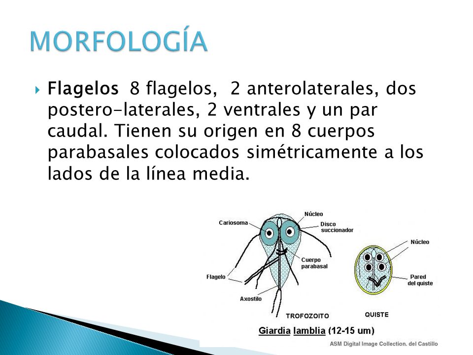 Como recoger el análisis kala a los huevos la lombriz a los niños