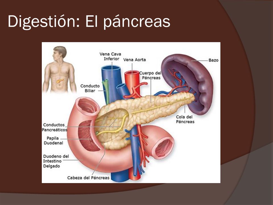 pancreas digestion and case presentation george Case presentation george hendrix is a 38-year-old man who has abused alcohol his entire adult life recently, following an episode of binge drinking,. pancreas digestion and case presentation george Case presentation george hendrix is a 38-year-old man who has abused alcohol his entire adult life recently, following an episode of binge drinking,.