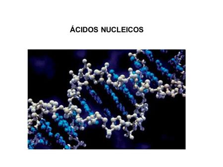 ÁCIDOS NUCLEICOS. Los ácidos nucleicos Grupo fosfato Glúcido Base nitrogenada Polinucleótido A G T C A – Adenina C – Citosina G – Guanina T – Timina U.