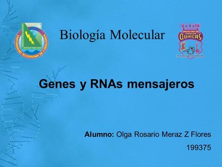 Alumno: Olga Rosario Meraz Z Flores 199375 Biología Molecular Genes y RNAs mensajeros.