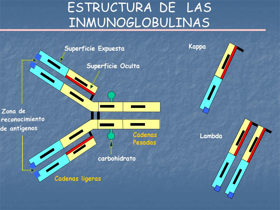 cadenas kappa lambda free light chains kills to henry bence jones ppt descargar cadenas kappa lambda free light chains kills to henry bence jones ppt descargar
