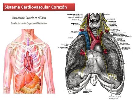 Sistema Cardiovascular Corazón